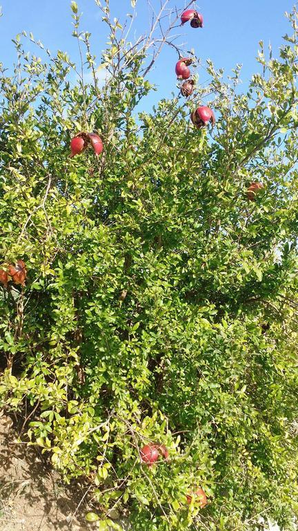 Sole E Fiori Di Sicilia Apartment Valderice Ngoại thất bức ảnh