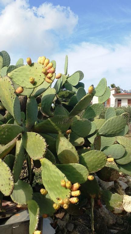 Sole E Fiori Di Sicilia Apartment Valderice Ngoại thất bức ảnh